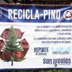 Recolectan más de 100 pinos en dos días de campaña de reciclaje