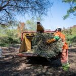 Inicia Monterrey con acopio de pinos navideños naturales