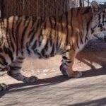 Felinos rescatados en Sinaloa: víctimas silenciosas de la violencia