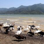 San Nicolás y Santiago se unen por la biodiversidad: liberan 30 patos