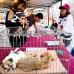 Santa Catarina impulsa adopción responsable: más de 500 perros y gatos ya tienen hogar