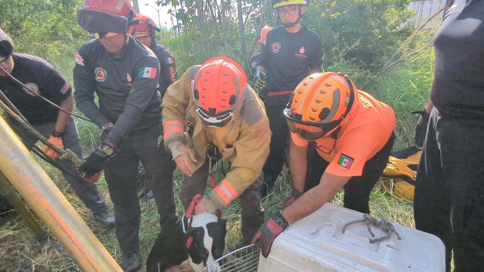 Rescatan a perro atrapado en una noria de Guadalupe