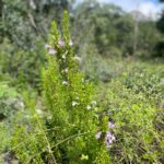 UANL impulsa reconocimiento nacional del orégano de Nuevo León como producto único