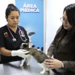 Denuncian ante Fiscalía maltrato animal contra la gatita ‘Julieta’ en Escobedo