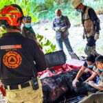 Pide Protección Civil de Nuevo León extremar precauciones ante el aumento de osos en zonas de casas